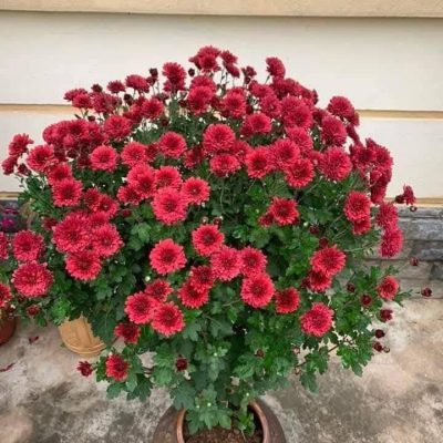 CHẬU HOA CÚC CỔ SƠN LA DÁNG TREE 1 THÂN
