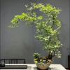 PHÔI GỐC TRE TÀU BONSAI :  NHẬP KHẨU
