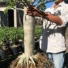 Cây giống hoa sứ thái chân dài