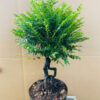 CÂY KIỂNG LÁ , CÂY PHONG THỦY , CÂY BONSAI MINI ĐỂ BÀN ” Cây Tùng Đen “