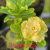 Cây giống hoa sứ thái cánh kép " PRETTY LADY "
