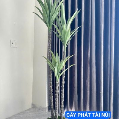 Cây phát tài núi giả 2 thân, 3 thân trang trí nhà cửa cao 1,6m - 2m