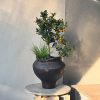 CHẬU CÂY QUẤT ĐÀI LOAN (KIM QUẤT ) BONSAI