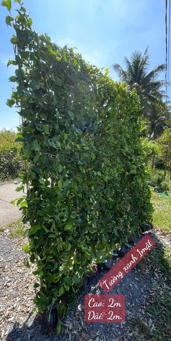 TƯỜNG RÀO CÂY GỪA , CÂY SANH, CÂY XI LÀM HÀNG RÀO - TẤM ĐAN SẴN 1 MẶT , 2 MẶT CAO 1,5M, 1,8M, 2M, 2,5M, 3M, 4M, 5M TƯỜNG RÀO CÂY GỪA , CÂY SANH, CÂY XI LÀM HÀNG RÀO - TẤM ĐAN SẴN 1 MẶT , 2 MẶT CAO 1,5M, 1,8M, 2M, 2,5M, 3M, 4M, 5M