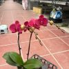 HOA PHONG LAN HỒ ĐIỆP " ĐỎ CAM 2271 1 - 2 ngồng hoa " nhập khẩu - hàng loại 1