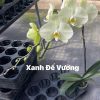 HOA PHONG LAN HỒ ĐIỆP " XANH ĐẾ VƯƠNG " nhập khẩu - hàng loại 1