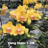 HOA PHONG LAN HỒ ĐIỆP " vàng thơm 1 - 2 ngồng hoa " nhập khẩu - hàng loại 1