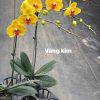 HOA PHONG LAN HỒ ĐIỆP " vàng kim " nhập khẩu - hàng loại 1