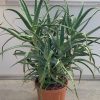 Giống cây nha đam cọp  - Aloe arborescens nhập khẩu
