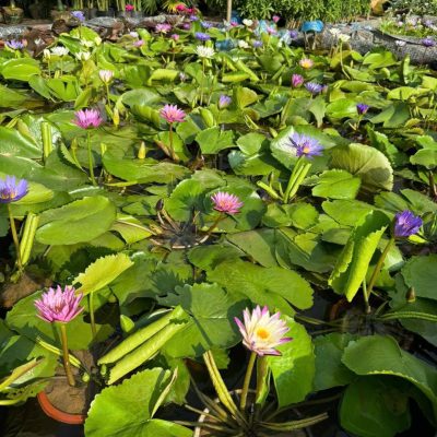 chậu hoa súng thái đủ màu, sẵn hoa