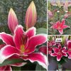 củ giống hoa lily cao thơm Joop
