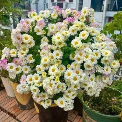 chậu hoa Cúc đổi màu