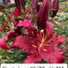 củ giống hoa lily cao thơm Scopio