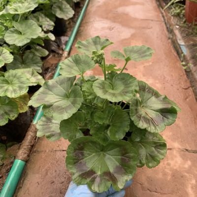 hoa phong lữ thảo đừng trồng thảm, công trình