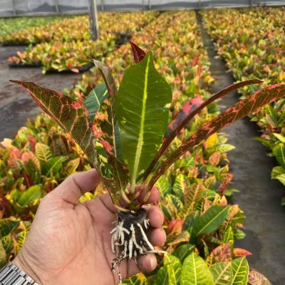 CÂY KIỂNG LÁ , CÂY PHONG THỦY ĐỂ BÀN  " cây cô tòng lá mít (Codiaeum variegatum) đỏ "  giống cấy mô
