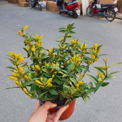 chậu Hoa nhài vàng (Carolina Jasmine) sẵn nụ và hoa nhập khẩu