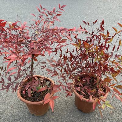 CHẬU CÂY NAM THIÊN TRÚC (Nandina domestica ) thân đỏ lá đỏ