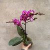 HOA PHONG LAN HỒ ĐIỆP "  Khổng Tước 2 ngồng hoa phân nhánh " nhập khẩu - hàng loại 1, cốc 3.0