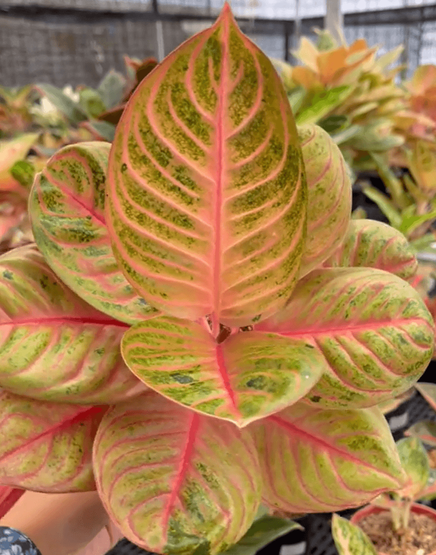 CÂY KIỂNG LÁ , CÂY PHONG THỦY ” Cây vạn lộc quý hiếm Aglaonema ‘Pasopati’ " CÂY KIỂNG LÁ , CÂY PHONG THỦY ” Cây vạn lộc quý hiếm Aglaonema ‘Pasopati’ "
