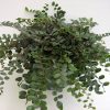 CÂY KIỂNG LÁ , CÂY PHONG THỦY  ” Cây Dương xỉ Cúc áo Button Fern (Pellaea Rotundifolia) "