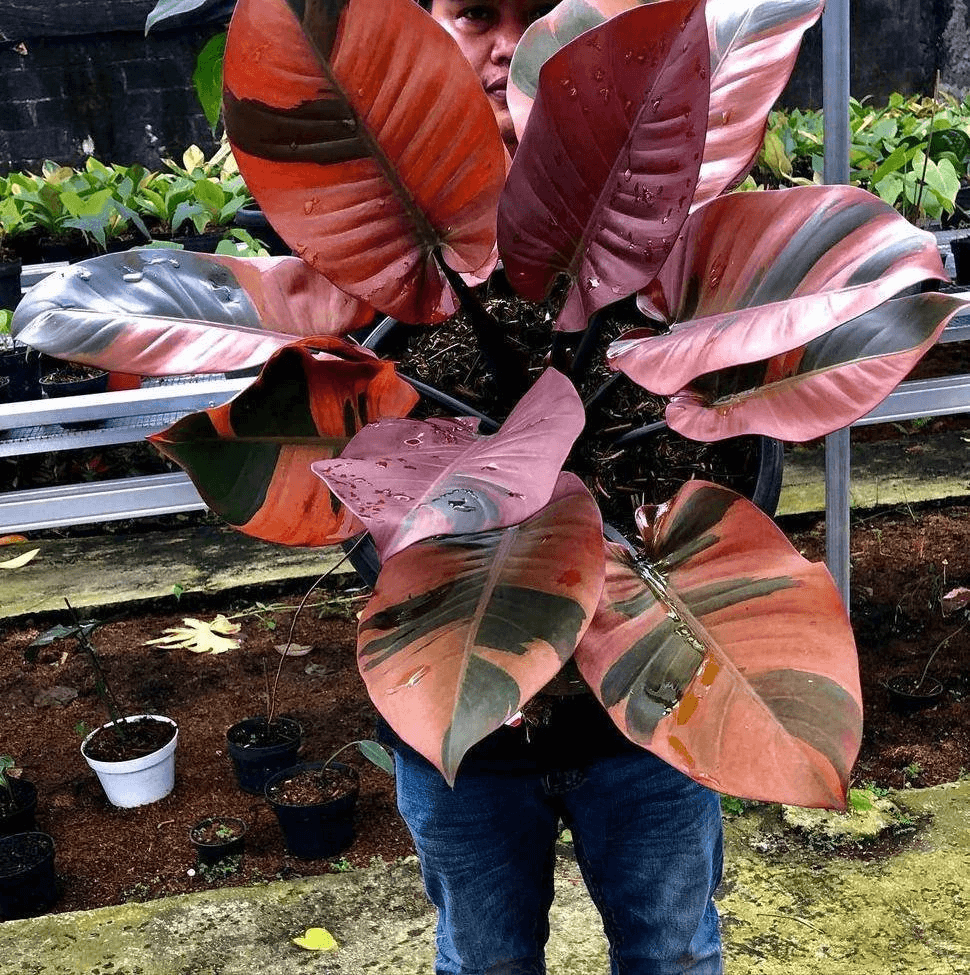 CÂY KIỂNG LÁ , CÂY PHONG THỦY ” Cây Philodendron Black Cardinal variegata " CÂY KIỂNG LÁ , CÂY PHONG THỦY ” Cây Philodendron Black Cardinal variegata "
