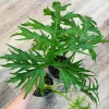 CÂY KIỂNG LÁ , CÂY PHONG THỦY  ” Cây Philodendron Warscewiczii "