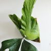 CÂY KIỂNG LÁ , CÂY PHONG THỦY  ” Cây ổ rồng dương xỉ sừng hươu tam giác Platycerium Stemaria "
