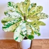 CÂY KIỂNG LÁ , CÂY PHONG THỦY  ” Cây Plumeria 'Maya' Variegated (cây Sứ đại 'Maya' Variegated thái lan) lá var "
