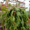 Chậu Hoa Tiểu Quỳnh " Rhipsalis Crispata "