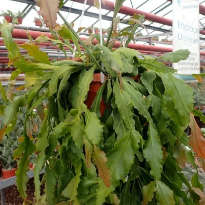 Chậu Hoa Tiểu Quỳnh " Rhipsalis Crispata "