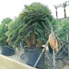 CÂY KIỂNG LÁ , CÂY PHONG THỦY  ” Cây Cọ quạt Địa Trung Hải 'Vulcano' - Chamaerops humilis ‘Vulcano’ "