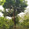 Cây Trứng Gà - Cây Lê ki ma trồng công trình đường kính 6m, 8cm, 10cm-15cm -20cm – 25cm cao 3m-4m-5m-6m-7m -8m