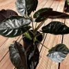 CÂY KIỂNG LÁ , CÂY PHONG THỦY  ” Alocasia Infernalis "