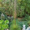 CÂY KIỂNG LÁ , CÂY PHONG THỦY  ” Cây Thùa hoa kép Agave Geminiflora (Twin-flowered Agave) "
