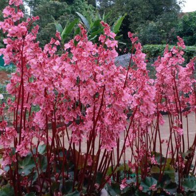 chậu hoa sen cạn thân gỗ trồng thảm, công trình