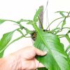 CÂY KIỂNG LÁ , CÂY PHONG THỦY  ” trầu bà kiến Philodendron Joepii "