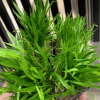 CÂY KIỂNG LÁ , CÂY PHONG THỦY  ” Cây Cỏ Đỏ (Helanthium tenellum) "