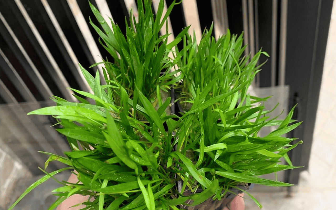 CÂY KIỂNG LÁ , CÂY PHONG THỦY ” Cây Cỏ Đỏ (Helanthium tenellum) " CÂY KIỂNG LÁ , CÂY PHONG THỦY ” Cây Cỏ Đỏ (Helanthium tenellum) "