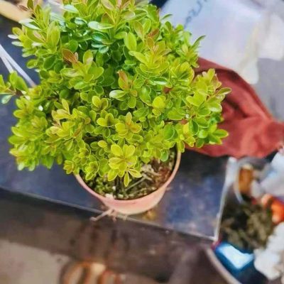 CÂY KIỂNG LÁ , CÂY PHONG THỦY , CÂY BONSAI MINI ĐỂ BÀN ” Cây tiểu điệp xích nam, Syzygium buxifolium chơi tiểu cảnh terrarium , bán cạn rất đẹp "