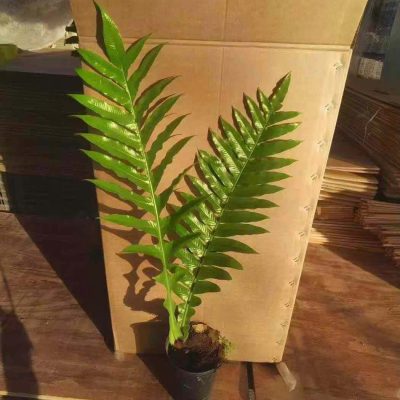 CÂY KIỂNG LÁ , CÂY PHONG THỦY , CÂY BONSAI MINI ĐỂ BÀN ” cây tắc kè đá BONSAI - CÂY DƯƠNG XỈ "