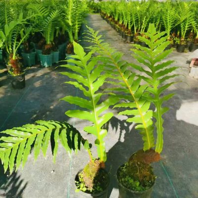 CÂY KIỂNG LÁ , CÂY PHONG THỦY , CÂY BONSAI MINI ĐỂ BÀN ” cây tắc kè đá BONSAI "