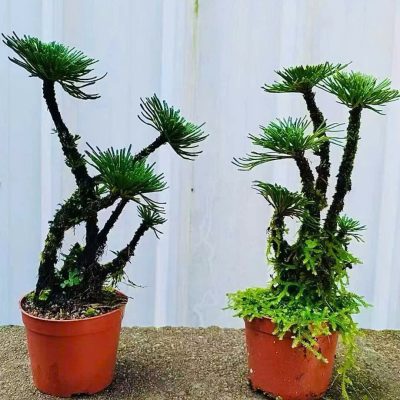 CÂY KIỂNG LÁ , CÂY PHONG THỦY , CÂY BONSAI MINI ĐỂ BÀN ” TRƯỜNG SINH THẢO BONSAI"