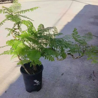 CÂY KIỂNG LÁ , CÂY PHONG THỦY , CÂY BONSAI MINI ĐỂ BÀN ” PHƯỢNG TÍM BONSAI"