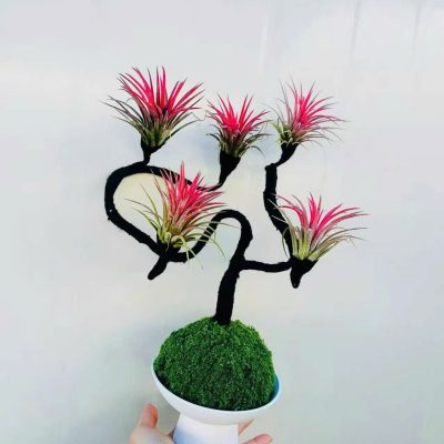 CÂY KIỂNG LÁ , CÂY PHONG THỦY , CÂY BONSAI MINI ĐỂ BÀN ” chậu cây không khí bonsai gốc cổ thụ mini bọc rêu "