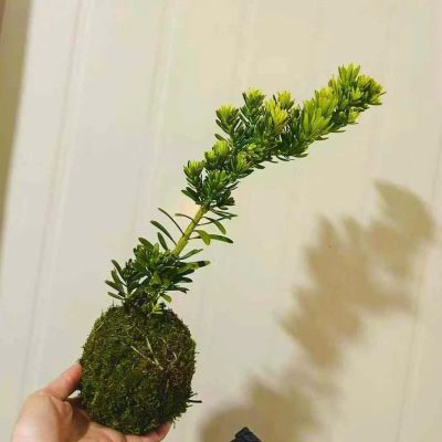 CÂY KIỂNG LÁ , CÂY PHONG THỦY , CÂY BONSAI MINI ĐỂ BÀN ” TÙNG KIM CƯƠNG BONSAI MINI TỔ CHIM BỌC RÊU"