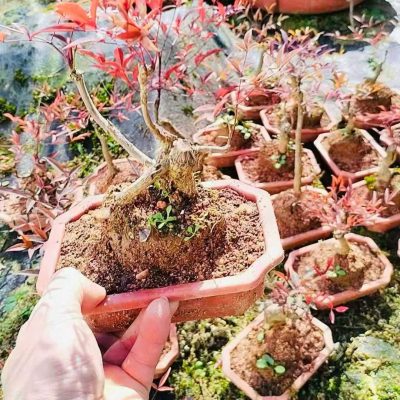 CÂY KIỂNG LÁ , CÂY PHONG THỦY , CÂY BONSAI MINI ĐỂ BÀN ” chậu cây nam thiên trúc bonsai gốc cổ thụ mini "