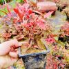 CÂY KIỂNG LÁ , CÂY PHONG THỦY , CÂY BONSAI MINI ĐỂ BÀN ” chậu cây nam thiên trúc bonsai gốc cổ thụ mini "