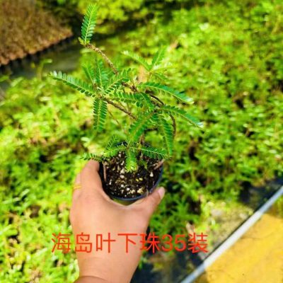 CÂY KIỂNG LÁ , CÂY PHONG THỦY , CÂY BONSAI MINI ĐỂ BÀN ”(Diệp Hạ Châu)Phyllanthus balgooyi – Cây trang trí độc lạ cho bể, hồ thủy sinh, bán cạn, hồ koi mini, tiểu cảnh sân vườn "
