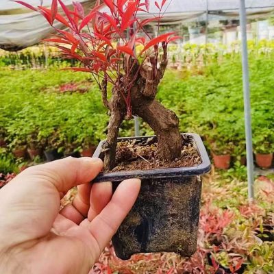 CÂY KIỂNG LÁ , CÂY PHONG THỦY , CÂY BONSAI MINI ĐỂ BÀN ” chậu cây nam thiên trúc bonsai gốc cổ thụ mini "