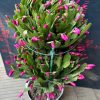 Chậu Hoa Tiểu Quỳnh " hoa lan càng cua ghép 2 tầng cực to đẹp  "
